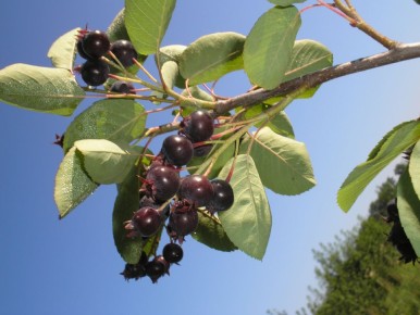 ����: ��������������� ��������� ��� ������ ����, ������� ����� �����������