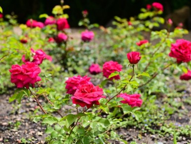 ��� ������� ����� ������ �������: ������� ��������� ��������