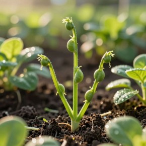 ��� ����� ����� �������� ���� ������ � �������