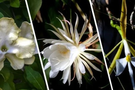 ���������� ������ ��������: ������� � ������� ��������, ������� ������ ��� �����