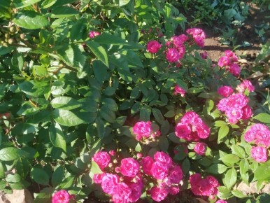 ��� ��������� �������� ���� �� ����: ������ � ������������