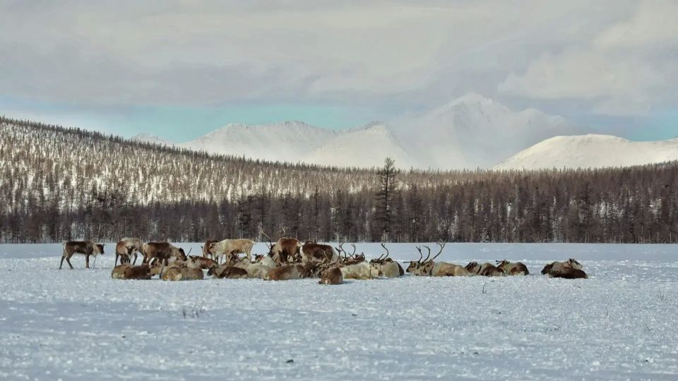 На Чукотке испытают белорусский трактор в условиях Крайнего Севера