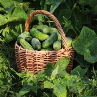 Огурец Водопад: ранний сорт с удивительным вкусом для домашней консервации