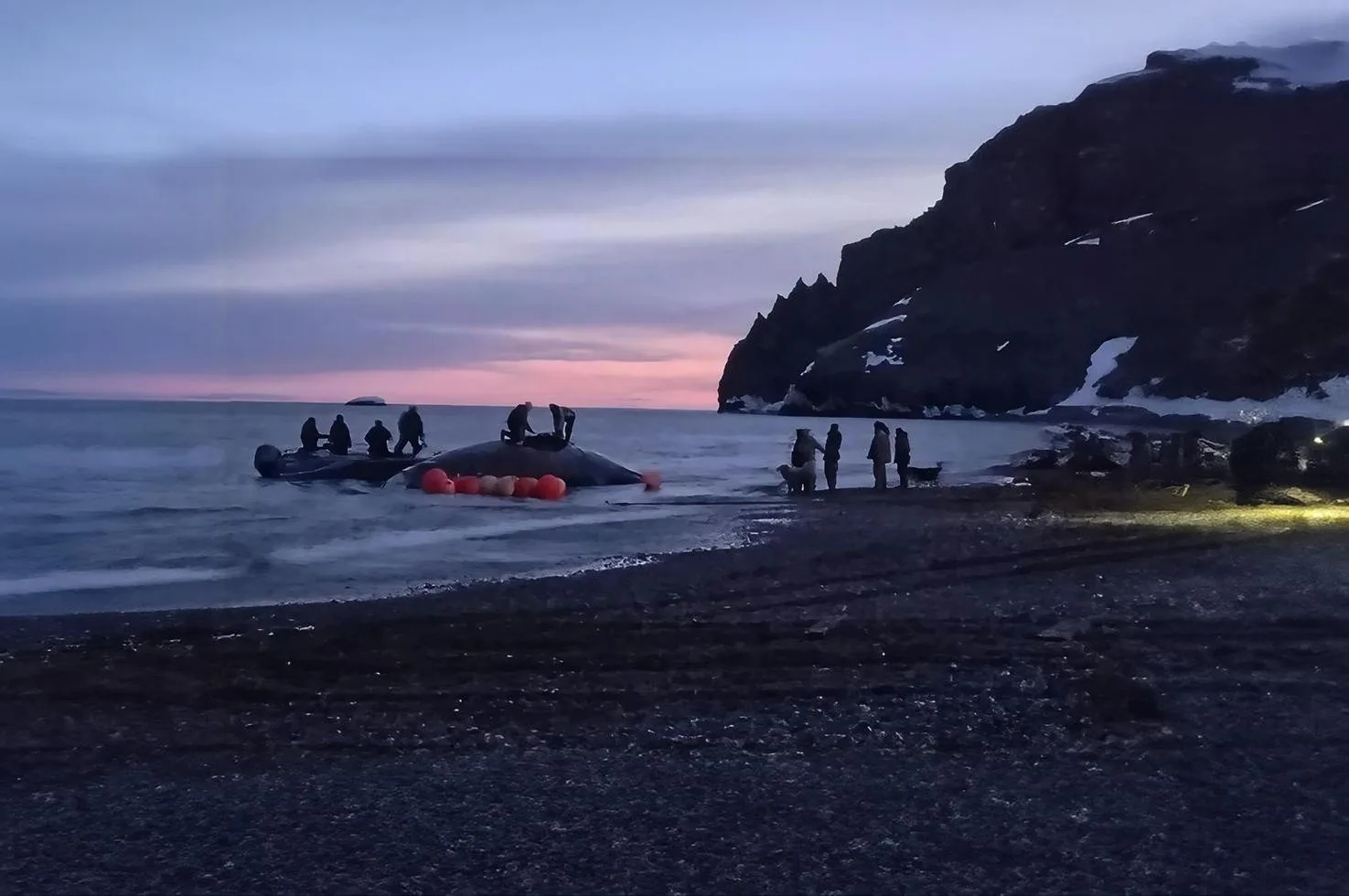 Морзверобои на Чукотке добыли первого в сезоне серого кита Морзверобои на Чукотке добыли первого в сезоне серого кита