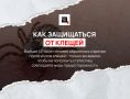 Клещи в России переносят редкие вирусы