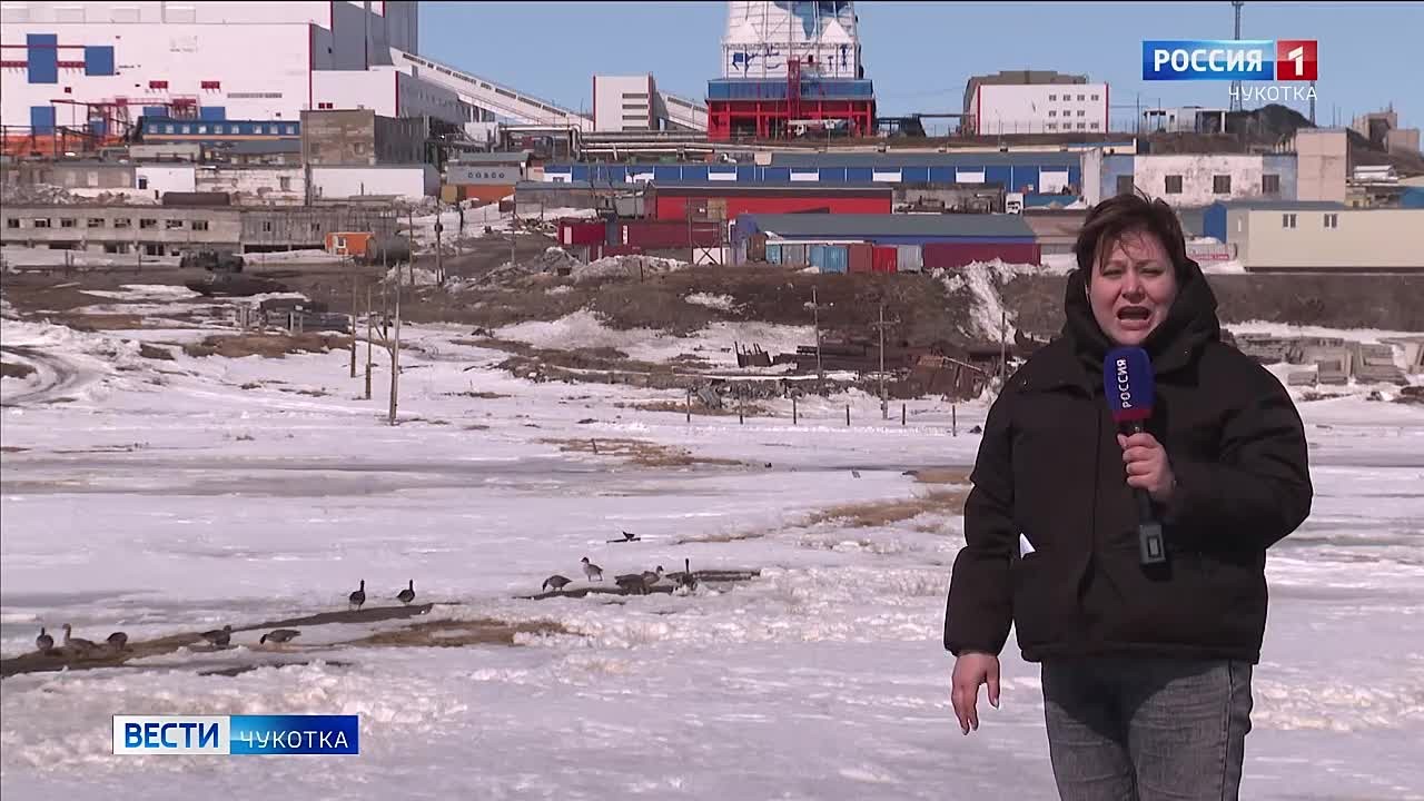 Утки и гуси обосновались в окрестностях Анадыря - не боясь охотничьей дроби