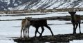 ����� 36 ����� ������ ��������� �� ���� �� �������