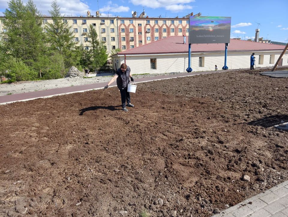 Билибино украсит 2700 цветов, выращенных в условиях вечной мерзлоты Билибино украсит 2700 цветов, выращенных в условиях вечной мерзлоты