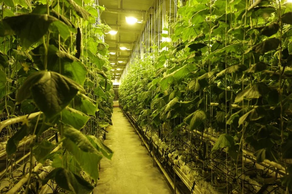 На Чукотке реализуются мероприятия по поддержке малого агробизнеса На Чукотке реализуются мероприятия по поддержке малого агробизнеса