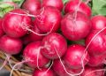 Редис: как вырастить вкусный и полезный корнеплод за рекордные сроки