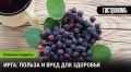 Ирга: скрытый кладезь витаминов