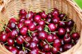 Вишня и черешня: как выбрать между кислинкой и сладостью