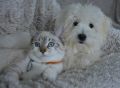 Собака и кошка: какие породы котов отлично уживаются с пушистыми друзьями?