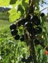 Картофельные очистки для смородины: мифы и реальность подкармливания