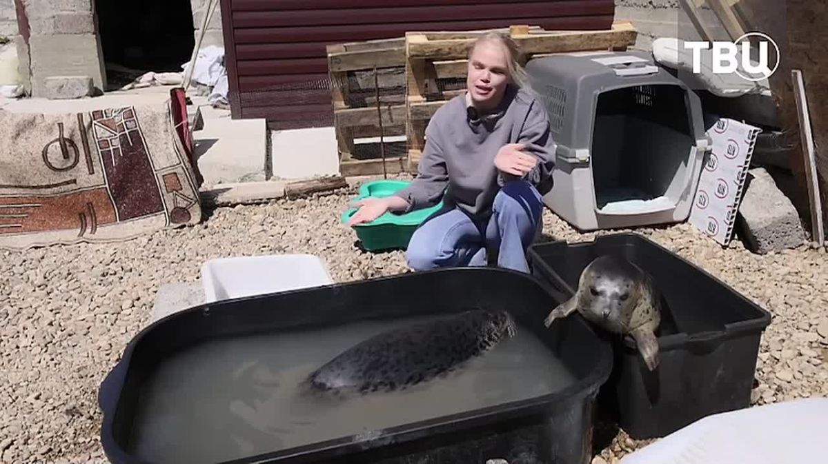 Маленькие нерпята, которых спасли в Магадане, скоро отправятся в море
