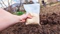Как вернуть земле силы: секреты богатого урожая после картофеля
