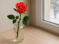 Эффективное размножение роз: как вырастить новые растения с помощью почки