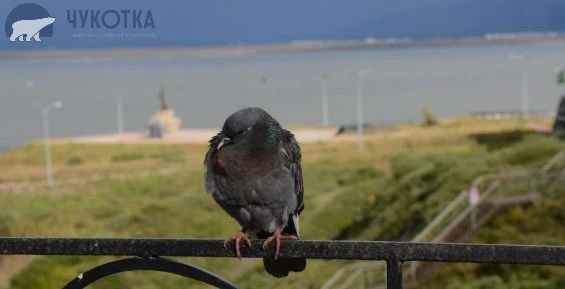 8 июля в округе будет облачно с прояснениями, на большей части пройдут дожди, сообщает ИА "Чукотка"