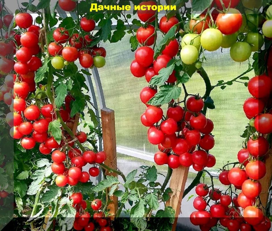 Томаты черри: секреты ухода и техник формирования для богатого урожая