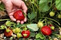 Уход за клубникой после сбора урожая: как обеспечить успех на следующий год