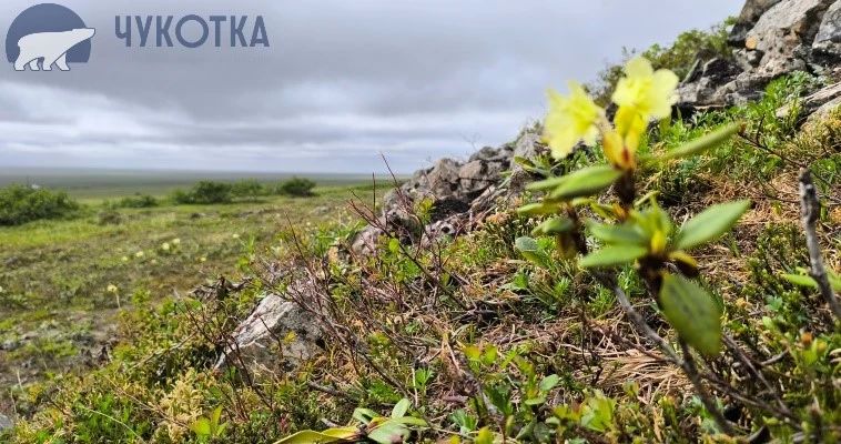 17 июля в округе будет облачно с прояснениями, на большей части пройдут небольшие дожди, возможны туманы, сообщает ИА "Чукотка"