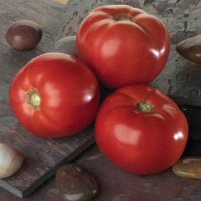 Томат, который удивляет: белла роза и её уникальные характеристики