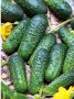 Огурец Дружина: ранний гибрид, который радует урожаем и вкусом