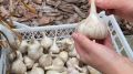Советы по долгосрочному хранению чеснока