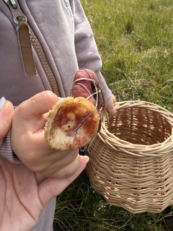 В Билибино построят мясоперерабатывающий цех и запустят линию сушки ягод и грибов В Билибино построят мясоперерабатывающий цех и запустят линию сушки ягод и грибов