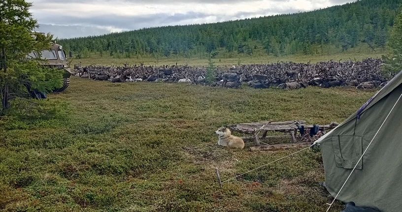 Оленеводы СХП "Олой" из Билибинского района успешно завершили летовку, сообщает ИА "Чукотка" Оленеводы СХП "Олой" из Билибинского района успешно завершили летовку, сообщает ИА "Чукотка"
