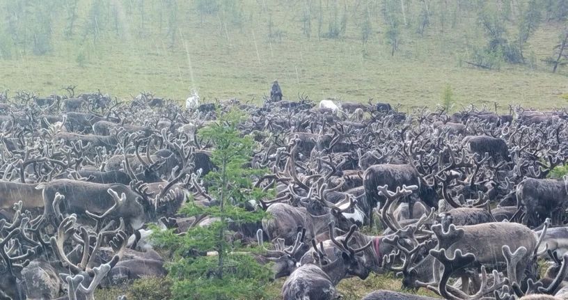 Оленеводы СХП "Олой" из Билибинского района успешно завершили летовку, сообщает ИА "Чукотка" Оленеводы СХП "Олой" из Билибинского района успешно завершили летовку, сообщает ИА "Чукотка"