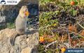 Сезон морошки стартовал на Чукотке