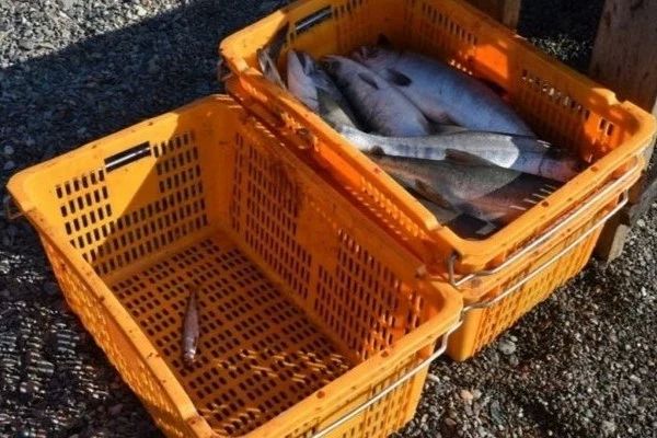 Браконьеров с икрой и рыбой задержали полицейские на берегу Анадырского лимана, сообщает ИА "Чукотка"
