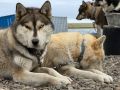 ������� �������� �� �����������
