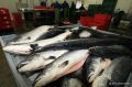 Больше всего рыбы среди регионов России съедают жители Ненецкого автономного округа – в среднем 41,4 кг на одного человека в год, сообщили РИА Новости в ВАРПЭ