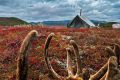 В оленеводческих хозяйствах округа началась осенняя корализация, сообщает ИА "Чукотка"