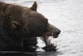 Бурый медведь ранил рыбака на Чукотке и отобрал рыбу