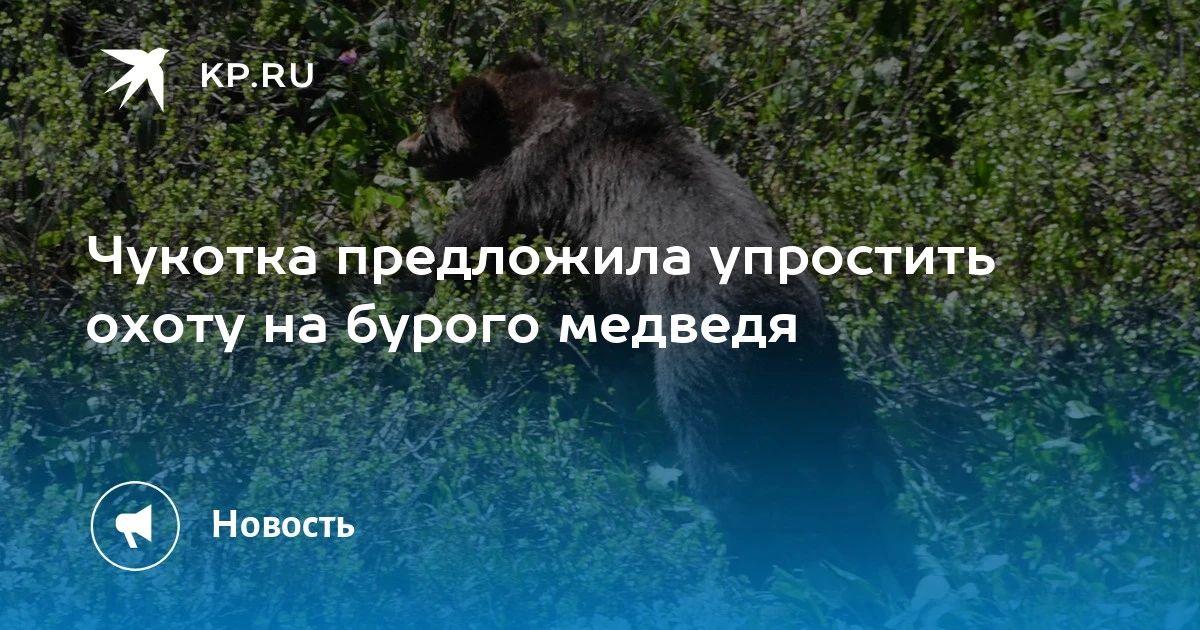 Чукотка упрощает охоту на бурого медведя