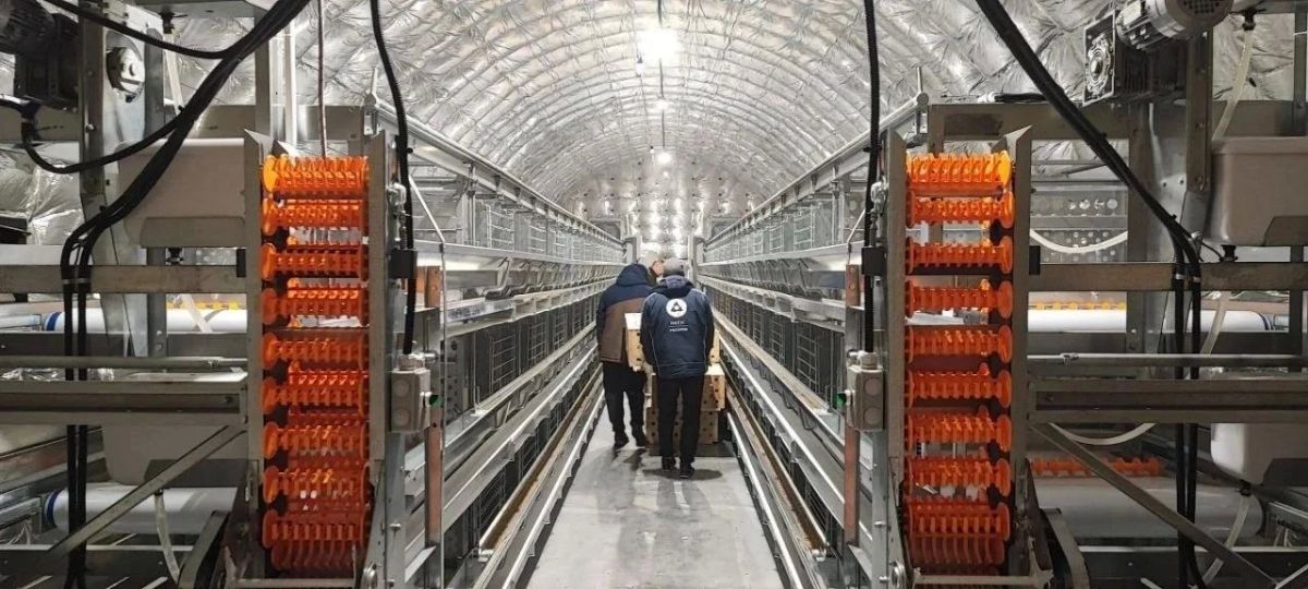 Самая северная птицефабрика Дальнего Востока в Певеке увеличила поголовье кур Самая северная птицефабрика Дальнего Востока в Певеке увеличила поголовье кур