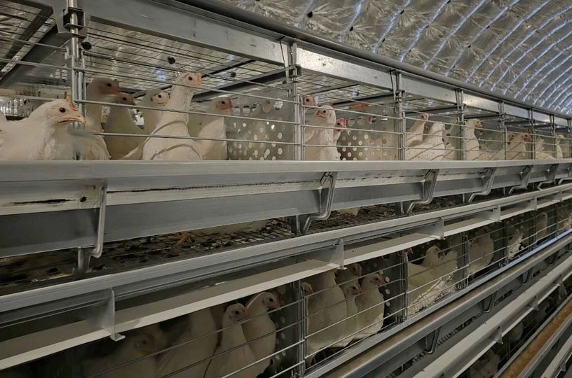Птицефабрика Певека увеличила поголовье кур до шести тысяч, сообщает ИА "Чукотка" Птицефабрика Певека увеличила поголовье кур до шести тысяч, сообщает ИА "Чукотка"