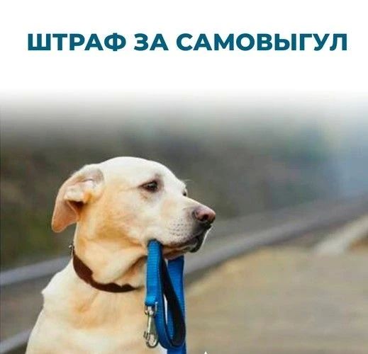 Административная комиссия продолжает проводить рейды по выявлению фактов нарушений Правил выгула домашних животных